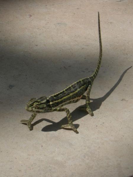 Cam�l�on du TCHAD